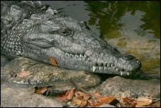American Crocodile