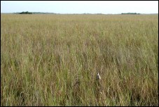 Open Freshwater Prairie