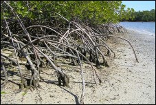 Red Mangrove Roots