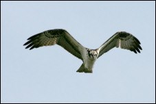 Osprey