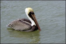 Brown Pelican