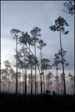 Pine Rockland Sunrise