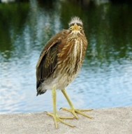 Juvenile Green Heron