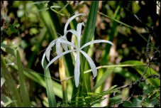 String Lily