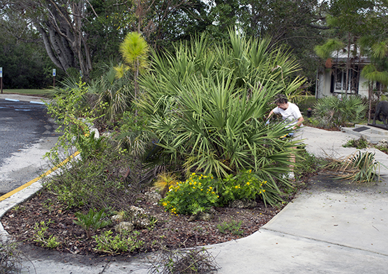 Volunteer working at Everglades National Park