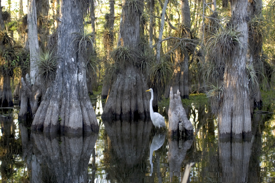Everglades National Park (NPS photo)