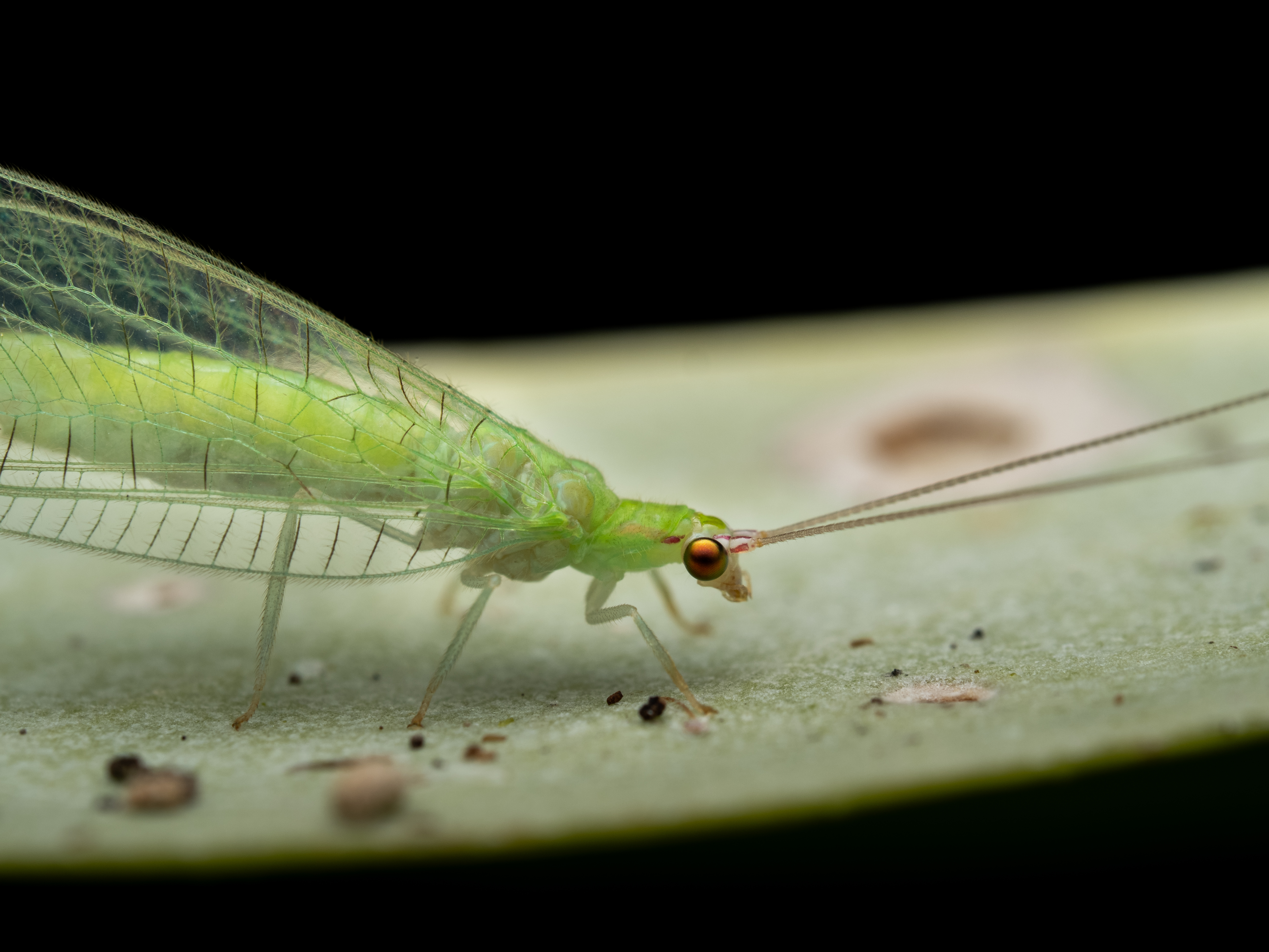 Green Lacewing