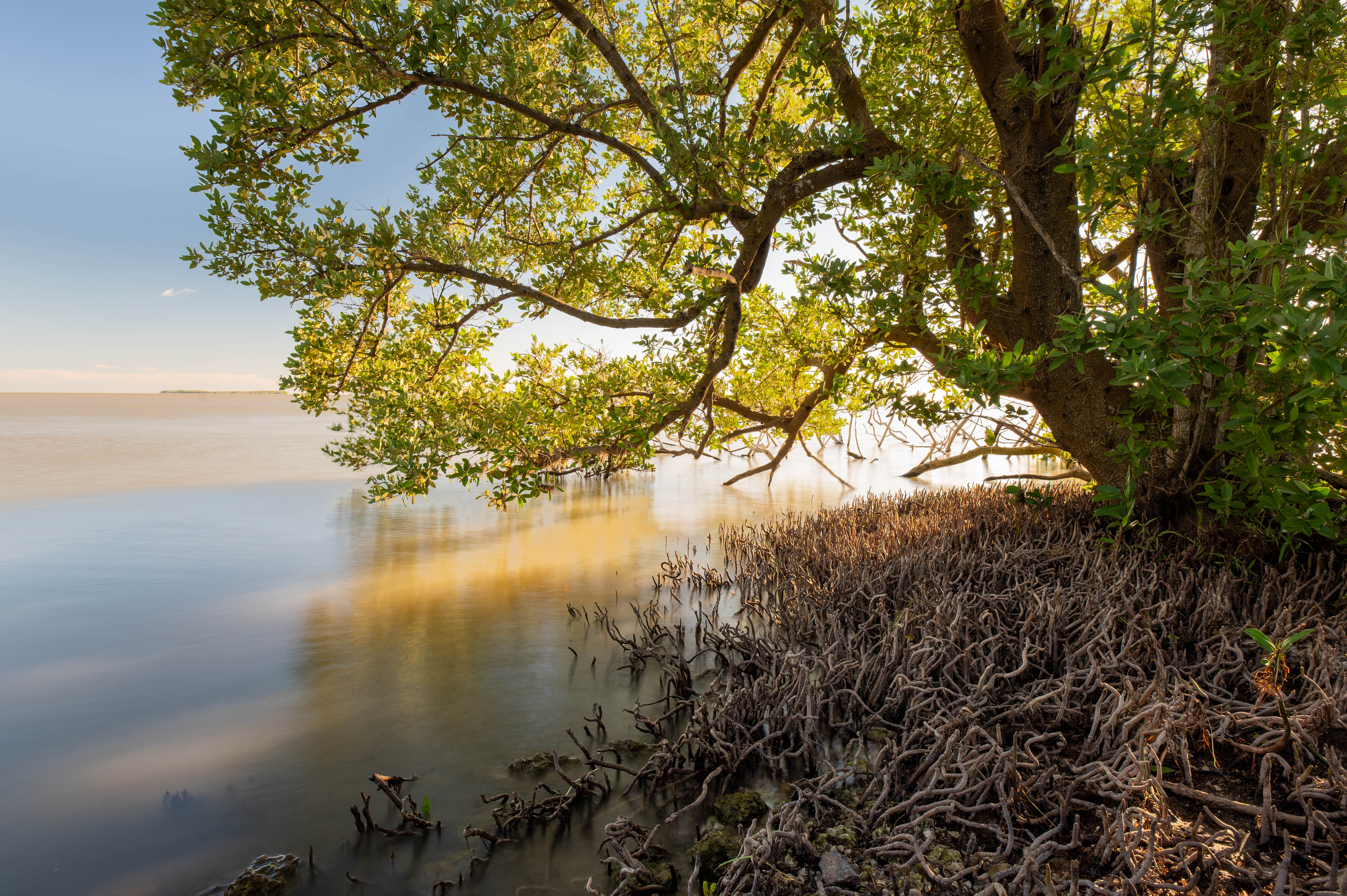 A tree with green leaves extends into a body of water.