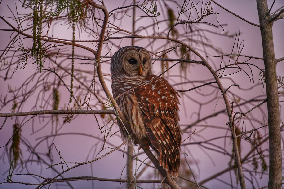 An owl with mottled brown and white feathers rests on a cypress tree branch. The sky is hazy and purple.
