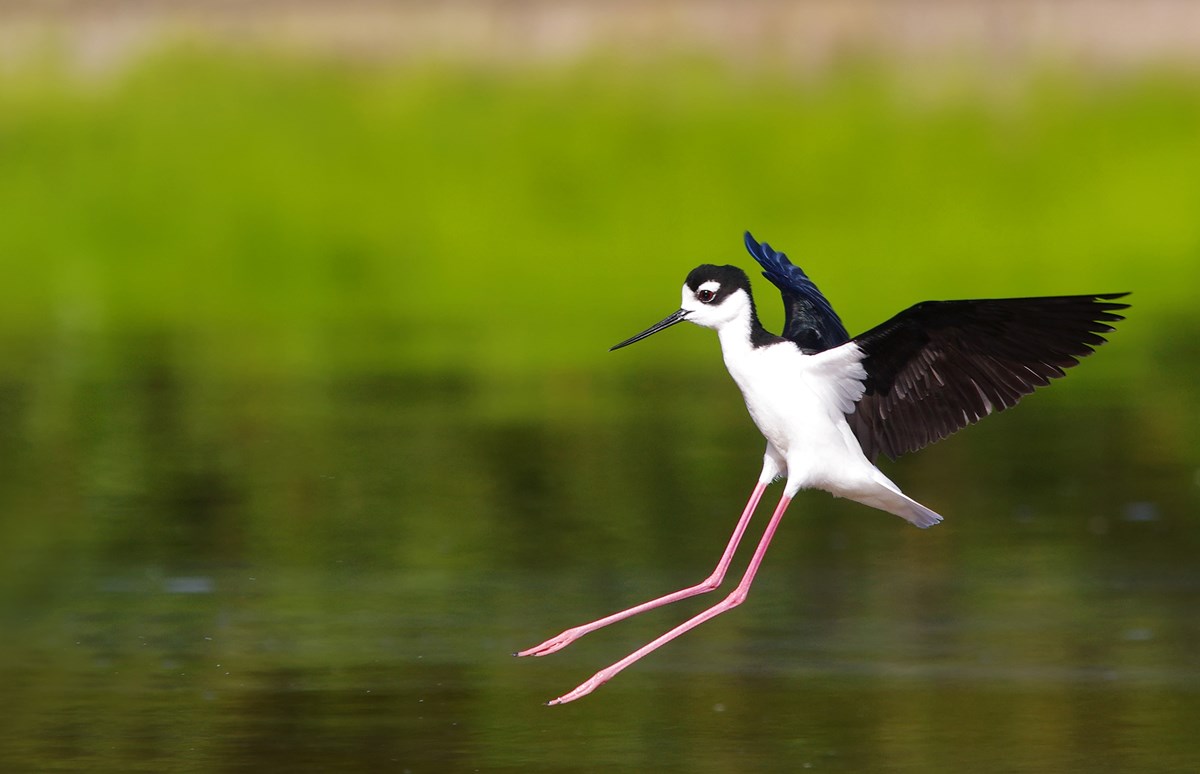 A bird with long, pink legs, a thin black bill, and white and black plumage spreads its wings as it flies just above the water's surface.