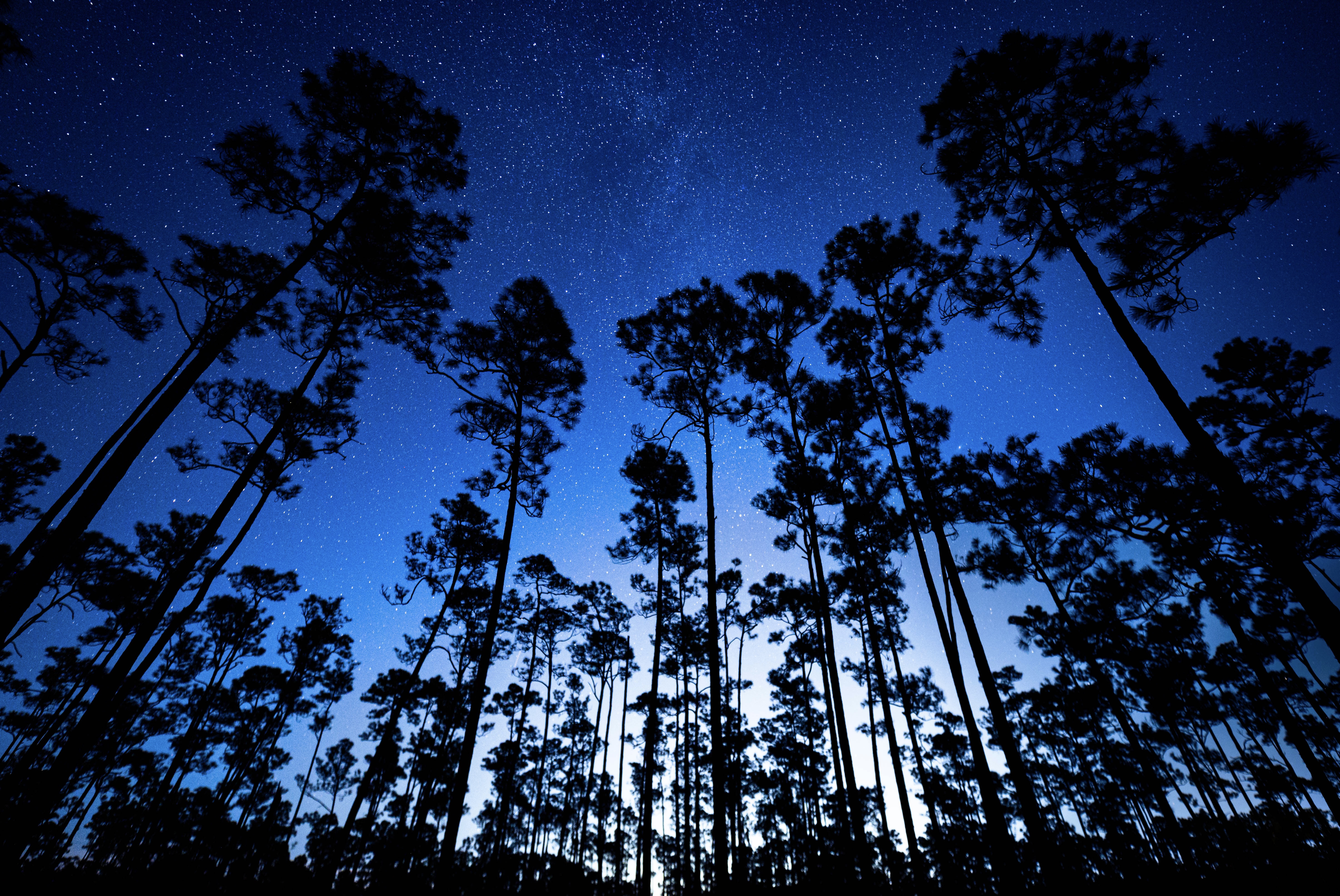 An upwards view of the pine rocklands at night and in the background a starry night sky with a blue hue