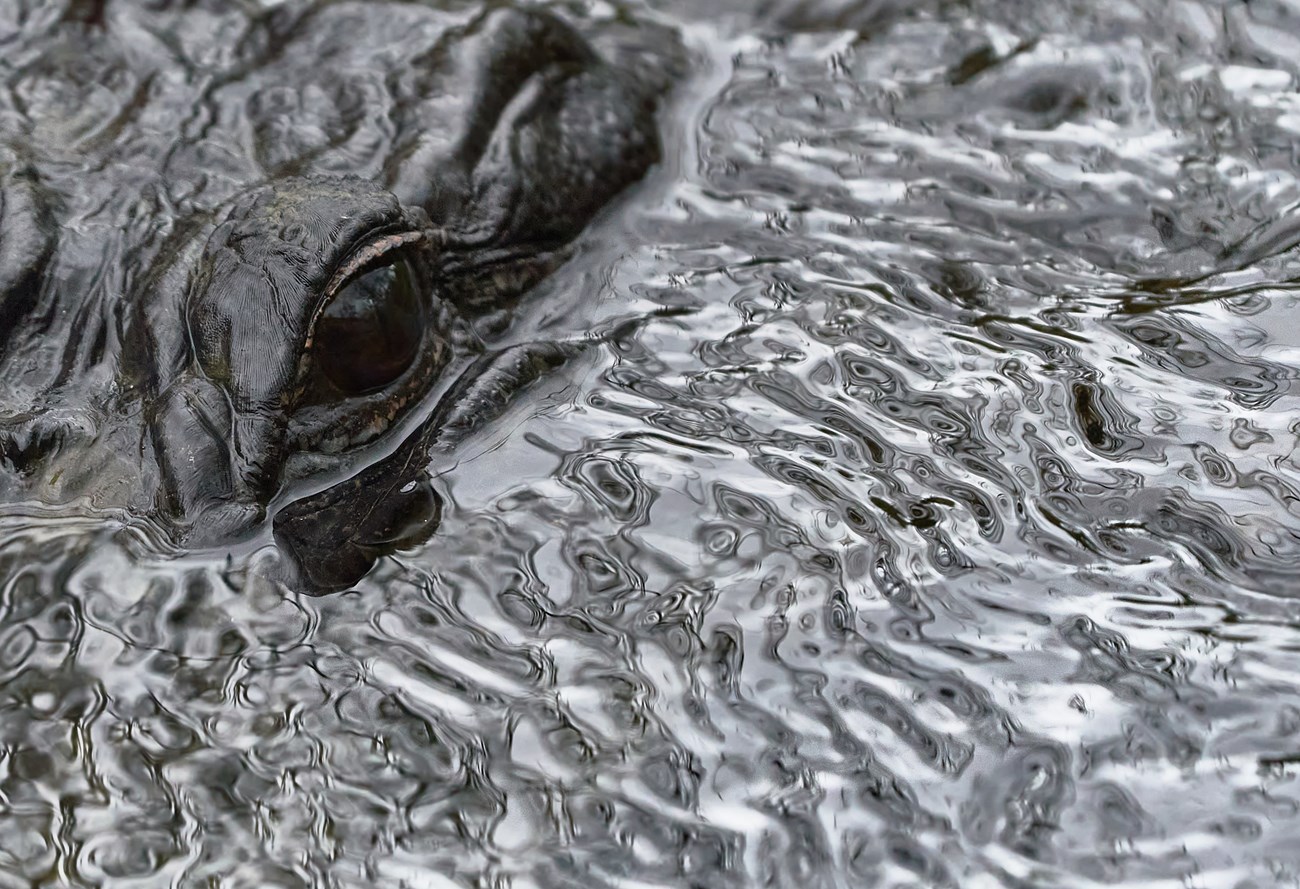 An alligator eye peers out of rippling water