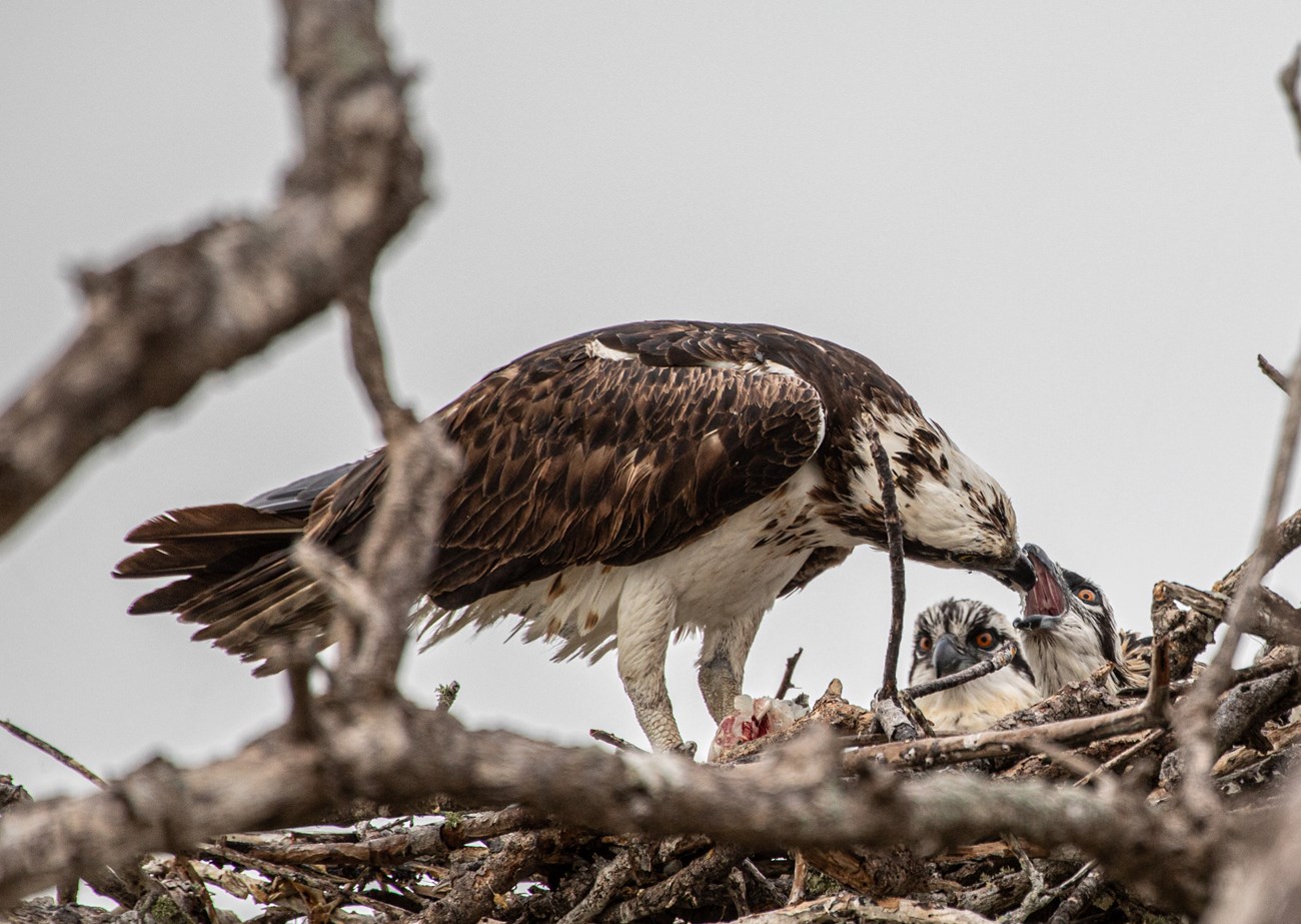 An osprey feeds a piece of fish to its baby in a stick nest