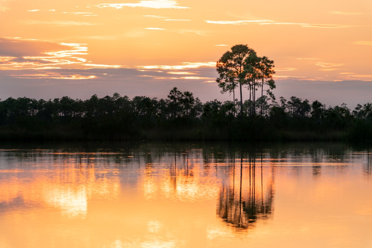 A sunset is reflected on a pond with tree in the background