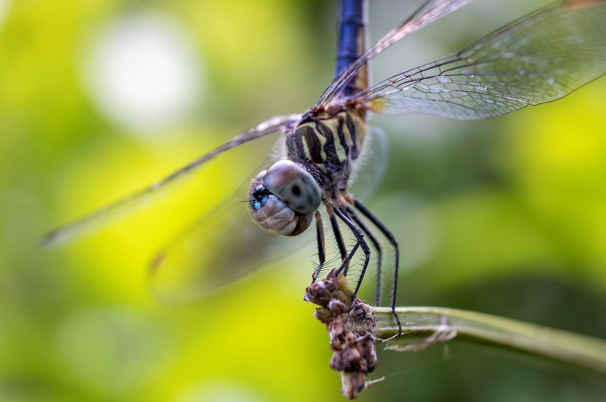 A dragonfly with metallic eyes, black legs, and a black-and-yellow-striped thorax is perched on a plant.