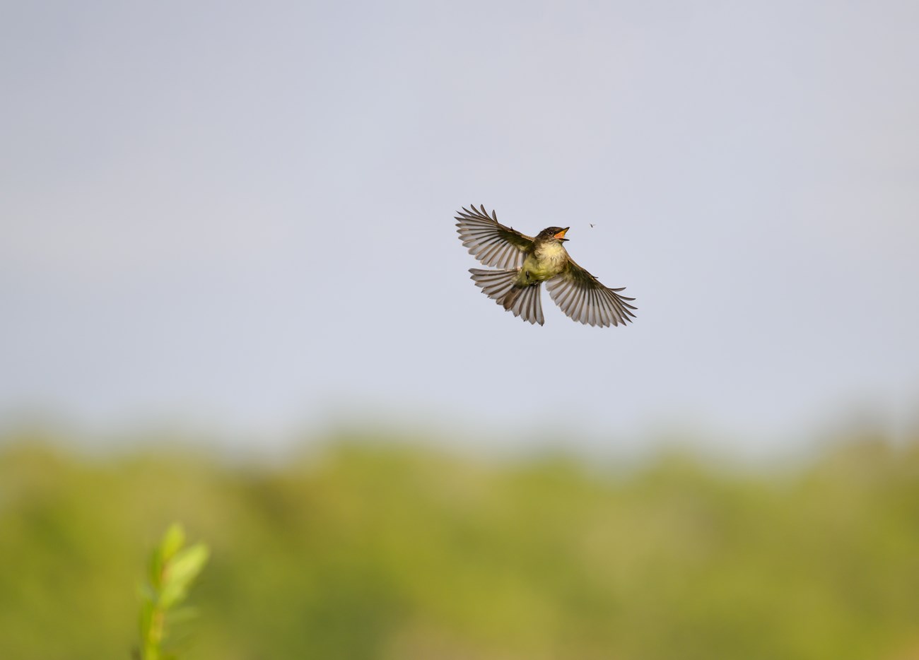 An eastern phoebe extends its wings and tail feathers while in flight to catch an insect.