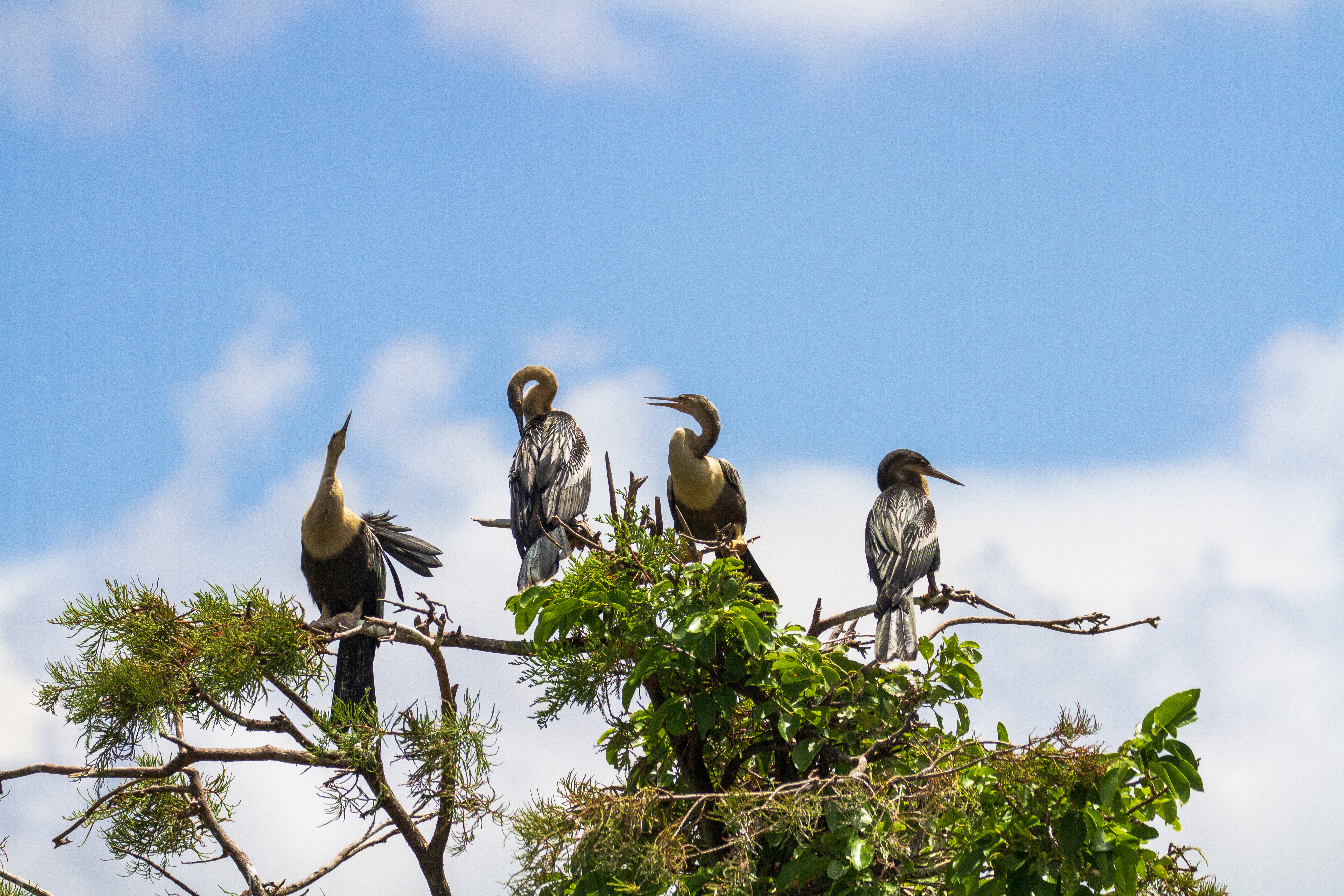 Four black birds with long slender necks perch on a tree branch with green leaves. A cloudy blue sky is seen in the background.
