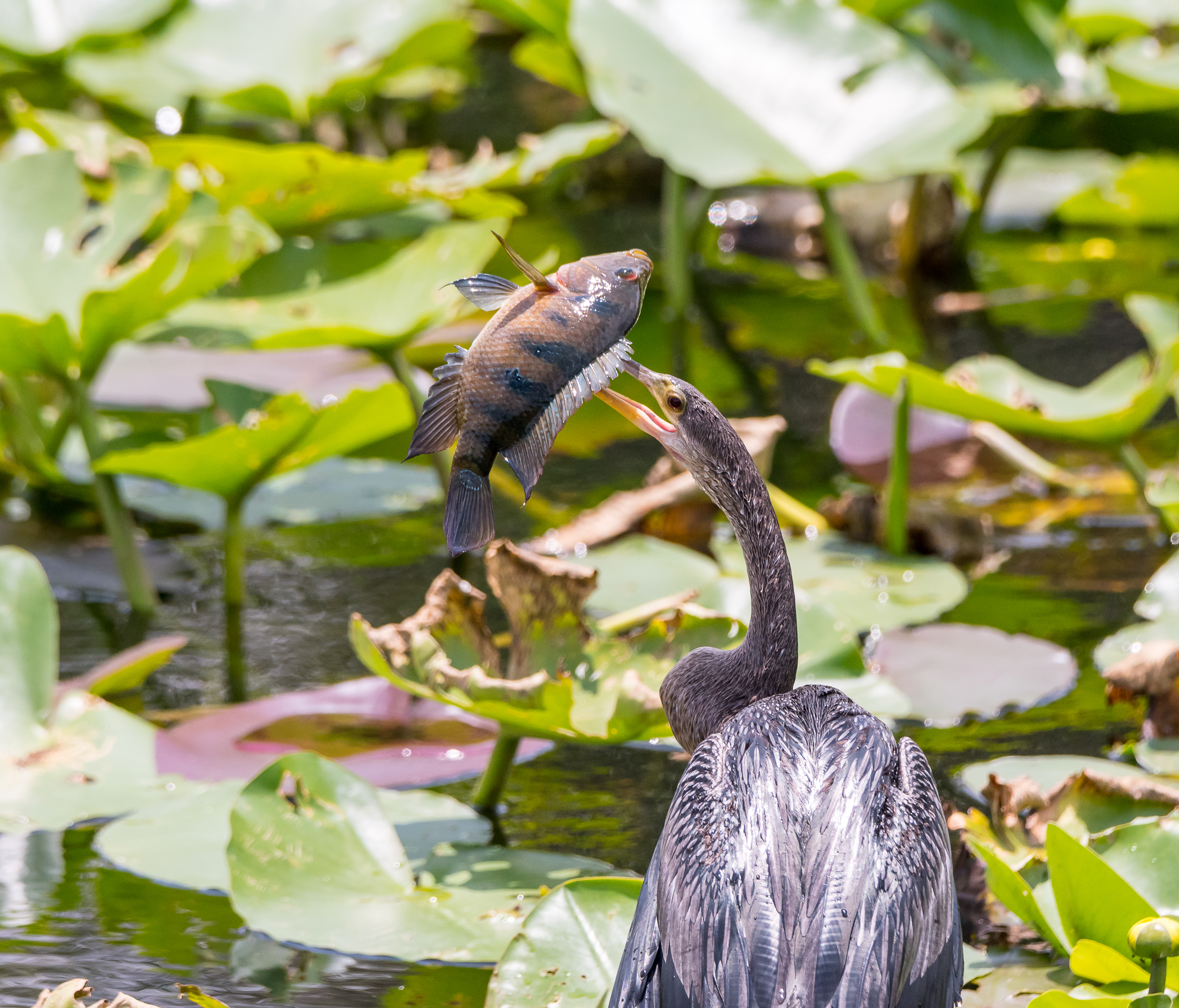 A black bird with a long slender neck has pierced a fish through its body with its beak. Many green aquatic plants and a lake can be seen in the background.