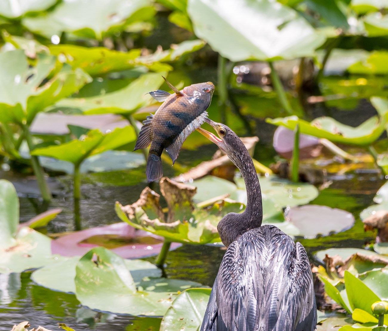 A black bird with a long slender neck has pierced a fish through its body with its beak. Many green aquatic plants and a lake can be seen in the background.