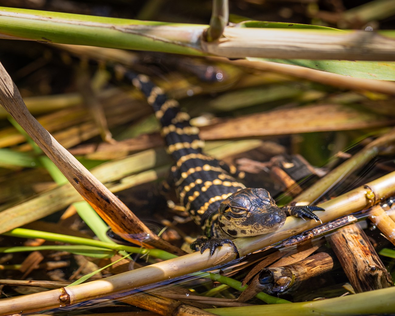 A close-up of a baby alligator with yellowish and dark colored stripes running along its back, laying on a pile of mixed vegetation.