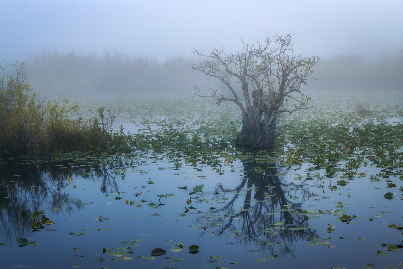 A tree grows in the middle of a pond surrounded by aquatic plants and a dense fog. In the background past the fog, the outline of a line of trees can be seen.