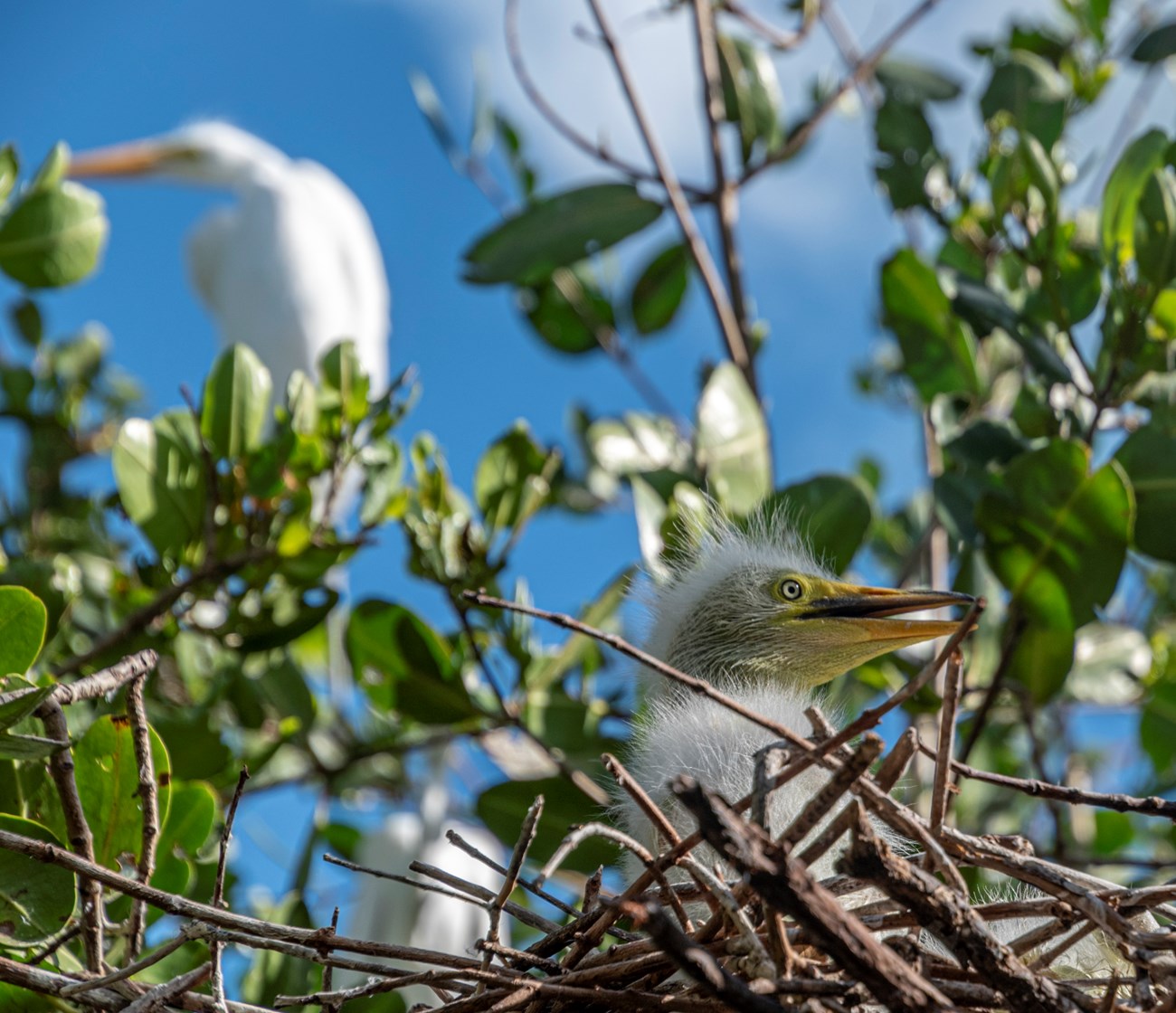 A young, white bird sits in a nest made of sticks while an older white bird perches in the branches above. Green leaves cover the space between the two birds.