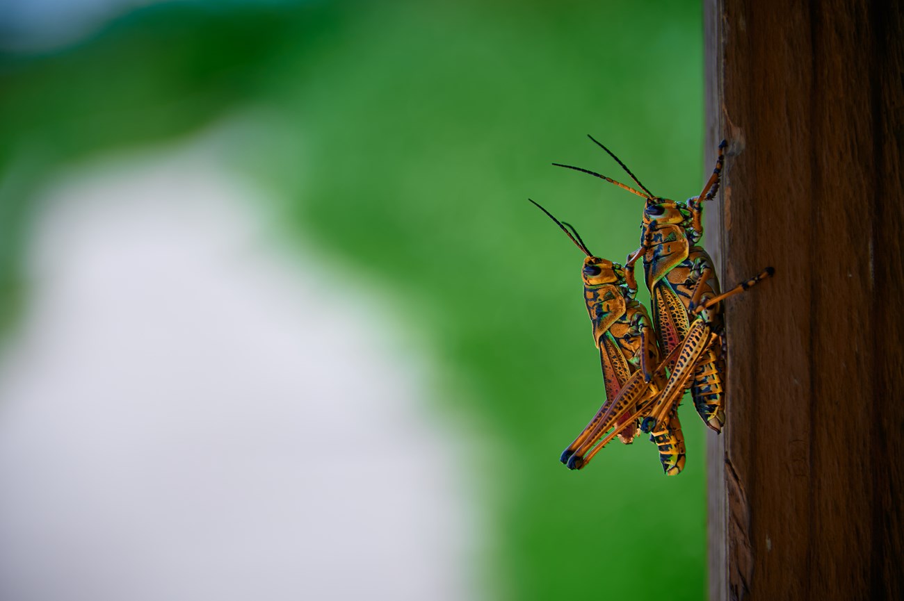 Two bright orange and black colored grasshoppers grab on to a wooden structure. One of the grasshoppers is on top of the other one.