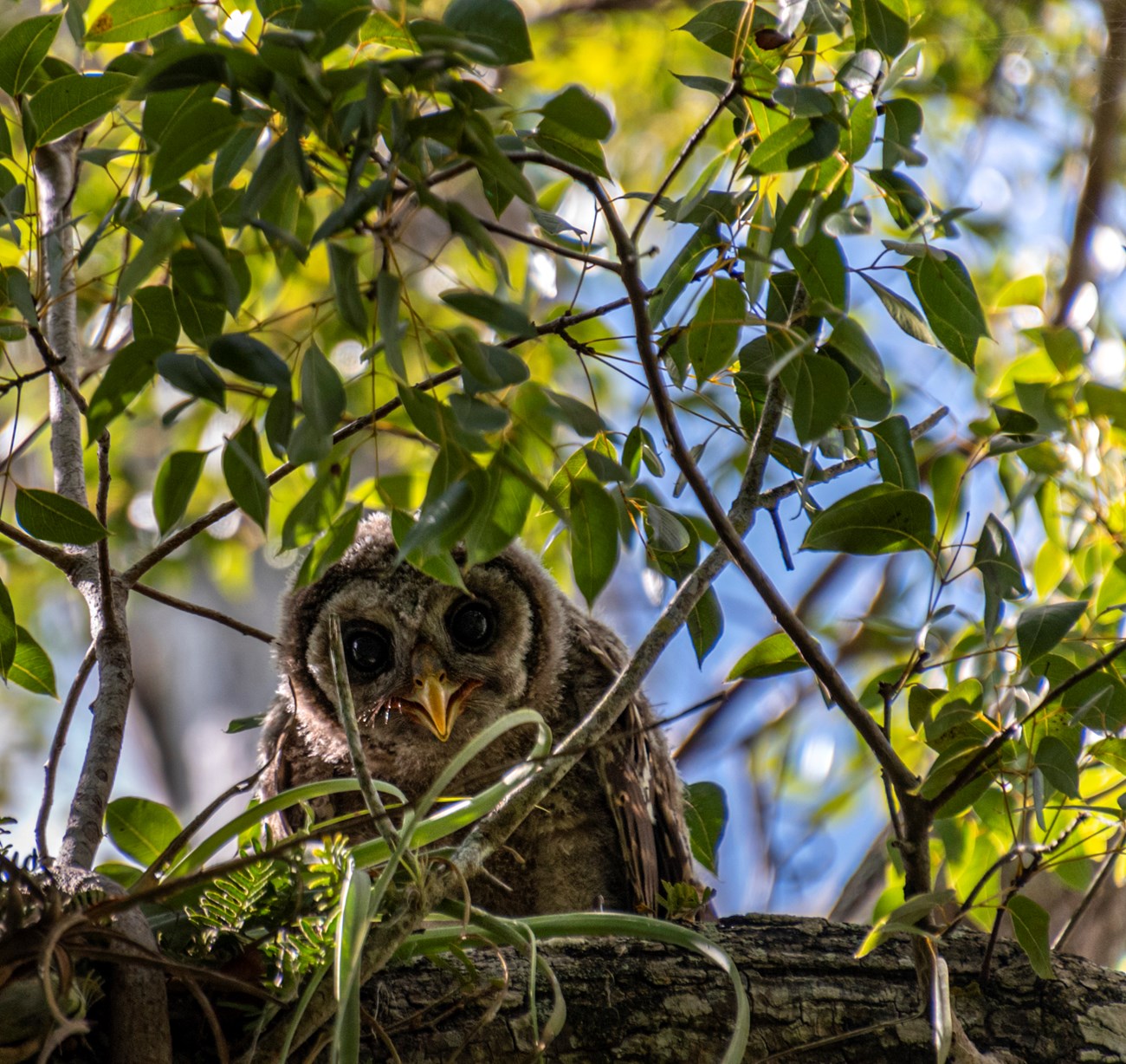 A young, brown owl peeks through some vegetation while perched up in a tree branch.