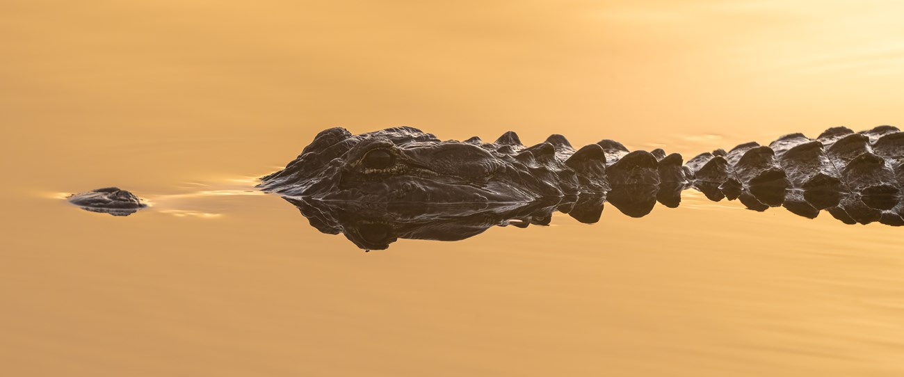 An alligator floating in the water with its nose, eyes, and back out of the water. The water is orange, reflecting the color of the sunset.