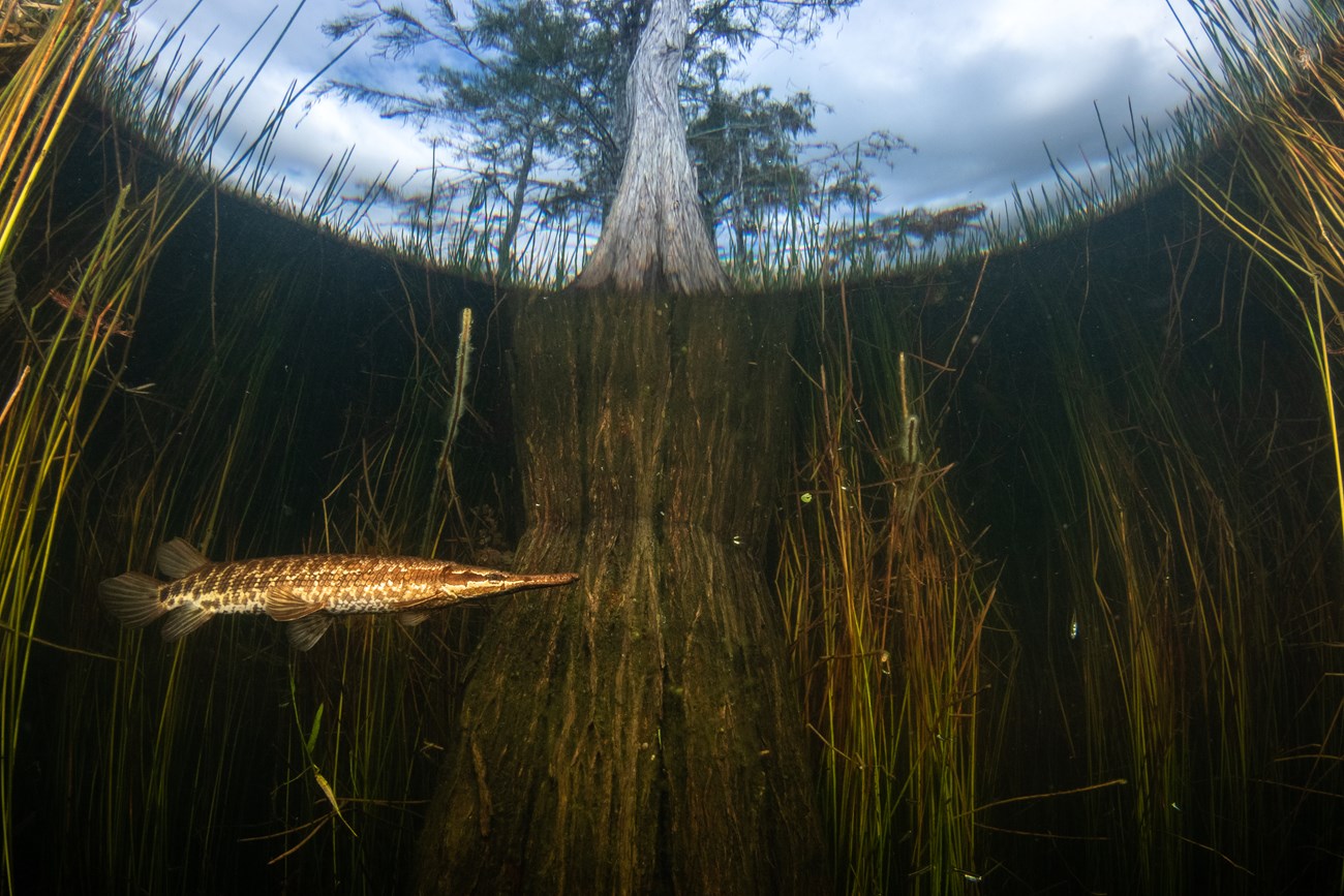 An underwater photo of a fish pointing up out of the water. A cypress tree can be seen emerging out of the water and out of the frame from the top. Aquatic vegetation can be seen behind the fish and around the tree.