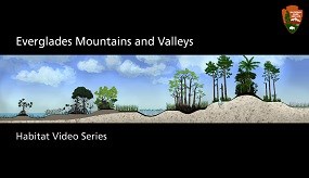 Everglades Mountains And Valleys