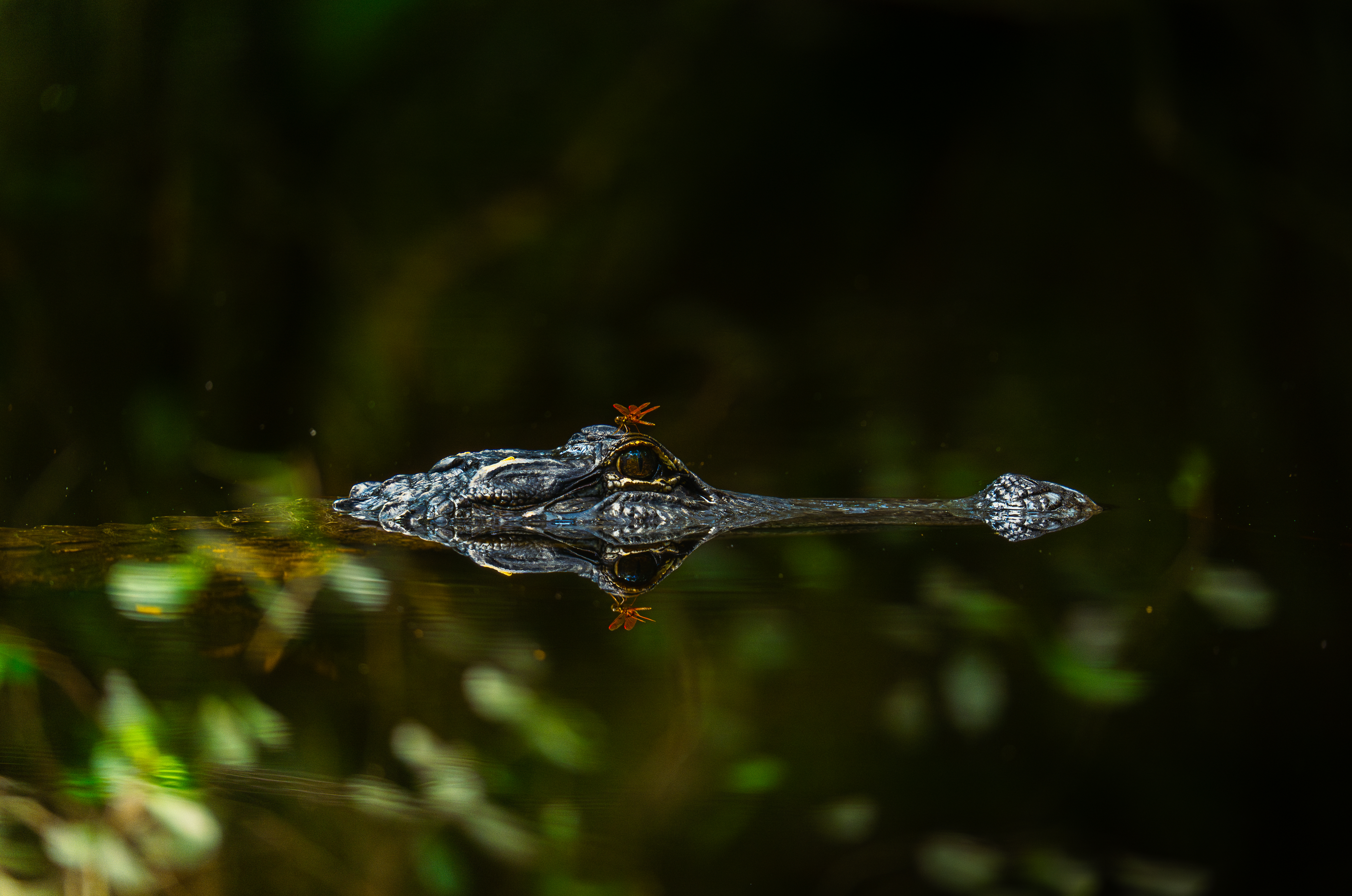 A mirrored image of still water of an alligator’s head as an orange dragonfly rests at the top of its head.