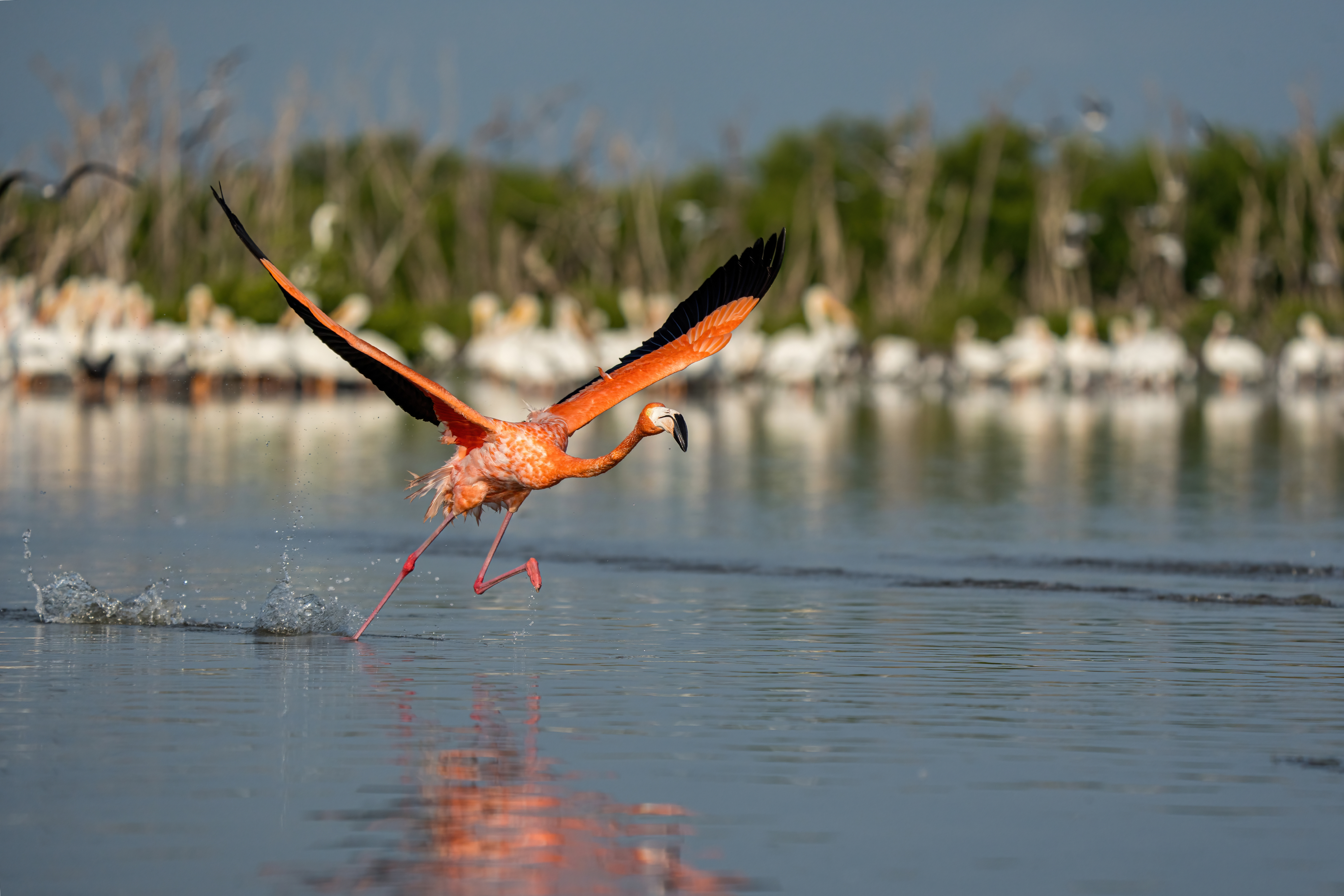 A pink flamingo mid flight with wings extended over the water. In the background are white pelicans and tree branches. 