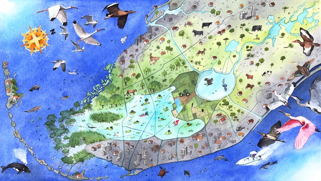 A watercolor painting of South Florida showing an artistic rendering of what a restored Everglades would look like. South Florida is depicted with abundant wildlife and deep water levels in the Everglades.