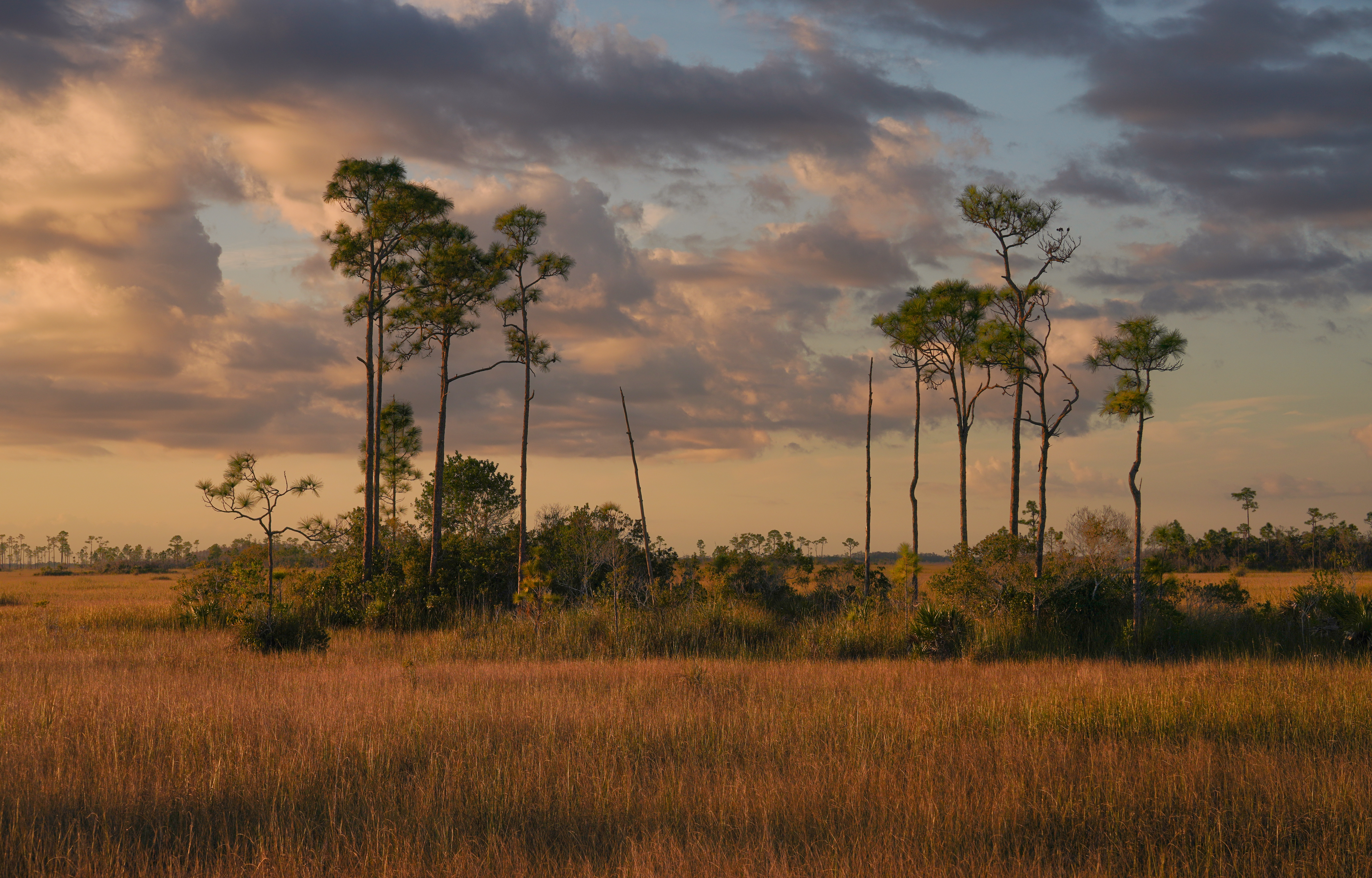 A still image of the pinelands with clouds in the background