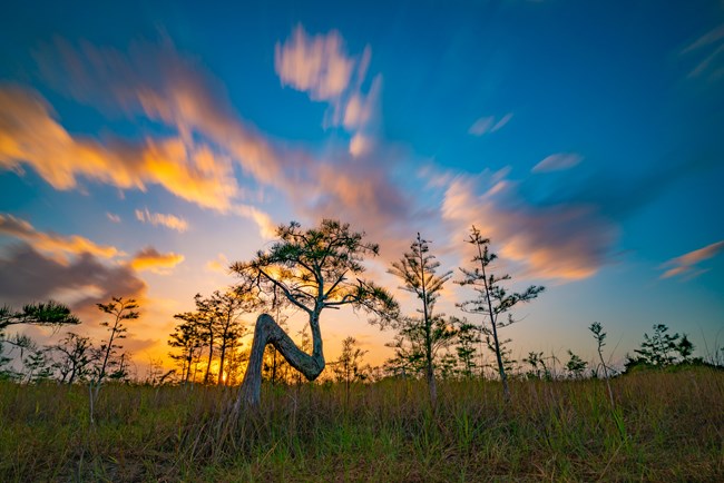 The sun rises behind a cypress tree that is shaped like an ‘N’.