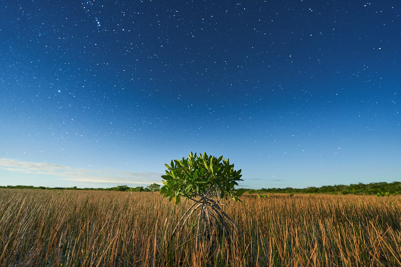 A single mangrove tree in a vast grassy wetland under a blue night sky.