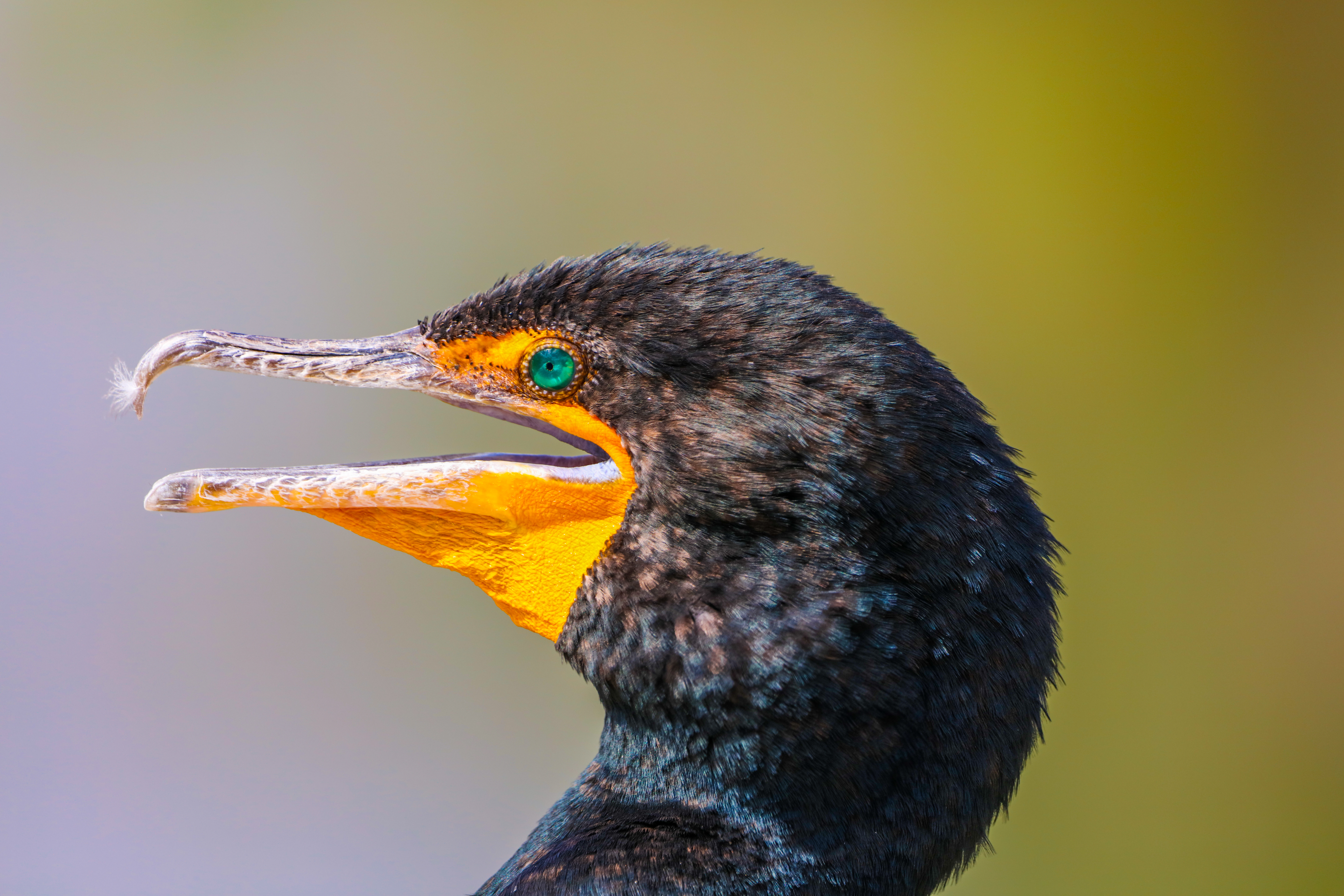 A tight shot of a cormorant's profile, showing the bright blue of its eye and the tiny piece of feather on its sharply hooked bill.