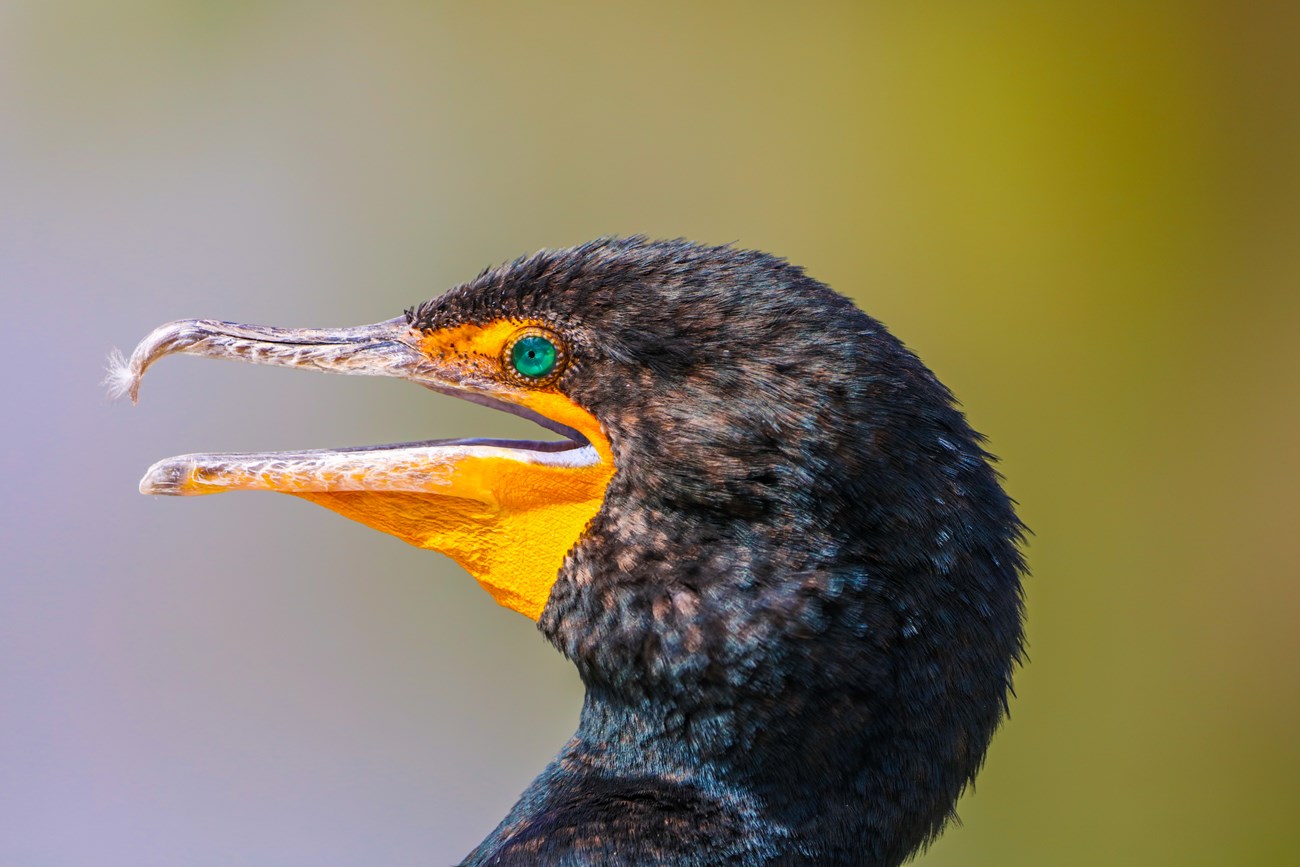 A tight shot of a cormorant's profile, showing the bright blue of its eye and the tiny piece of feather on its sharply hooked bill.