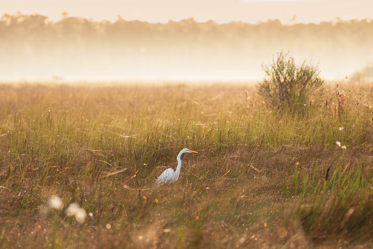 A great egret stands in a brownish prairie with fog in the background. The sun gives the plants a golden glow.