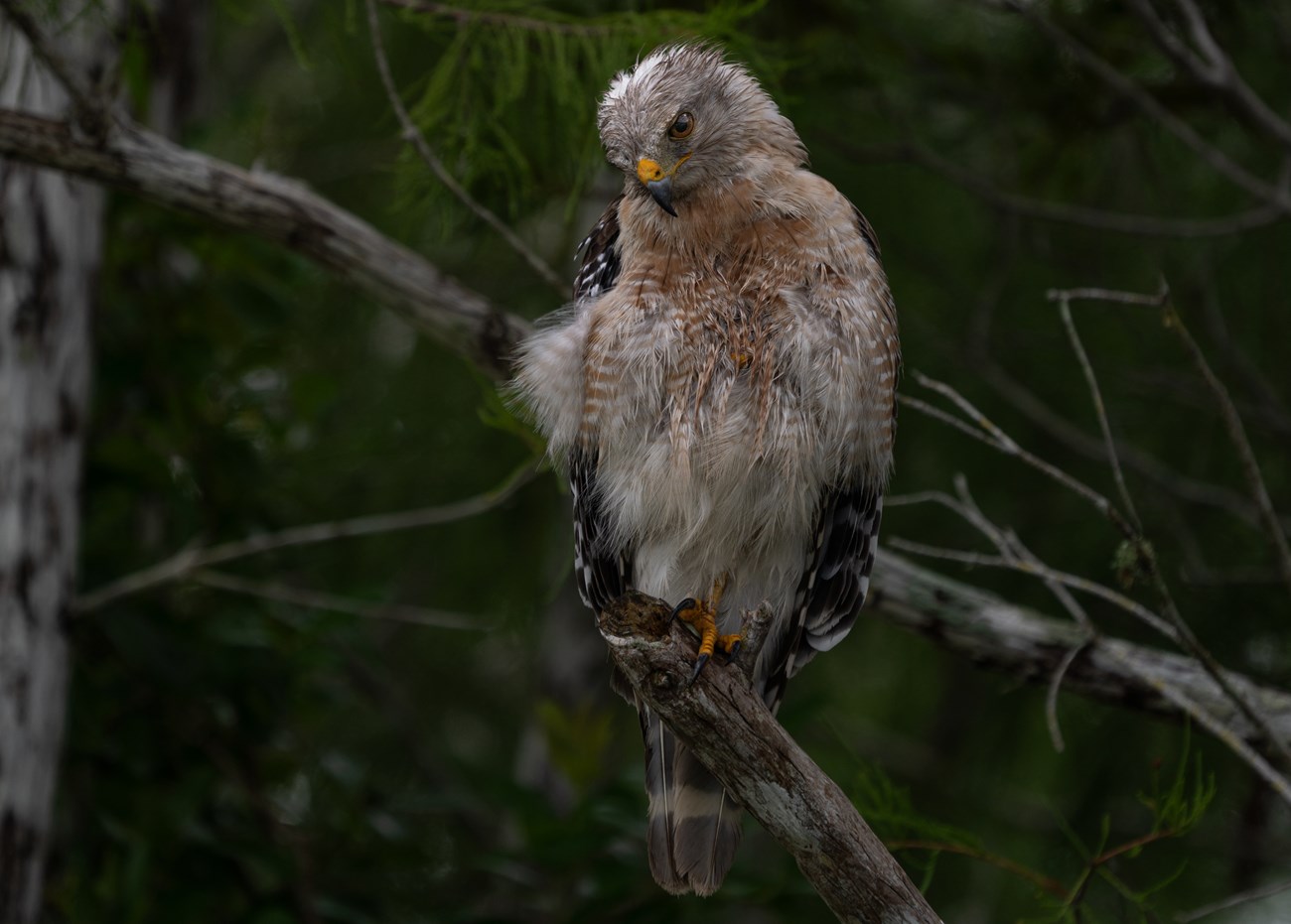 A red-shouldered hawk perches on a tree branch. Its feathers are ruffled and damp.