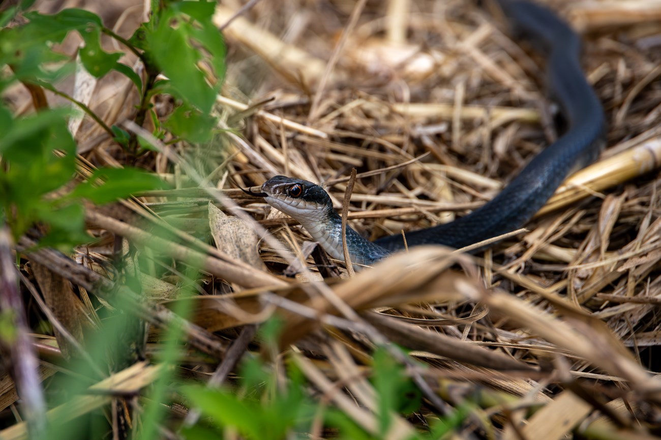 A dark snake pokes it's head and tongue out from dried plant material.