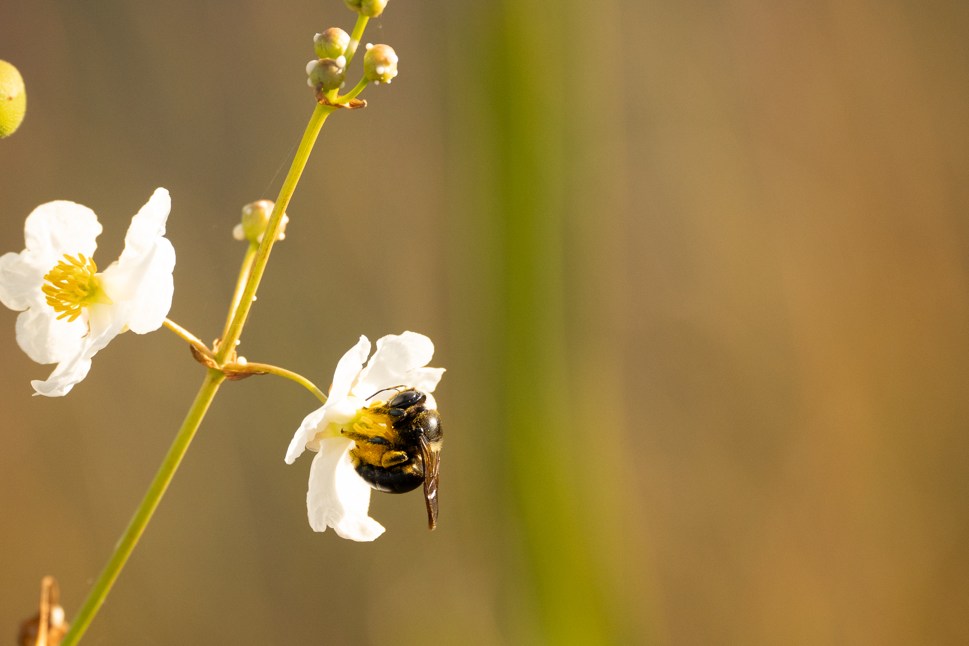 A bee on a white flower. There is pollen on it.