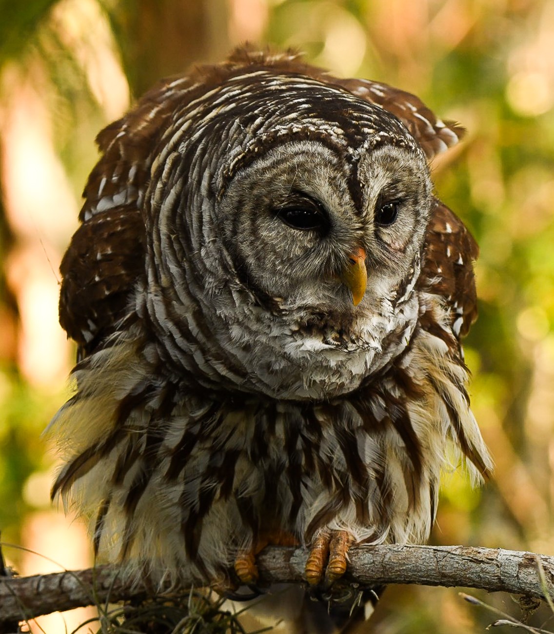 A barred owl leans over a branch while giving its call