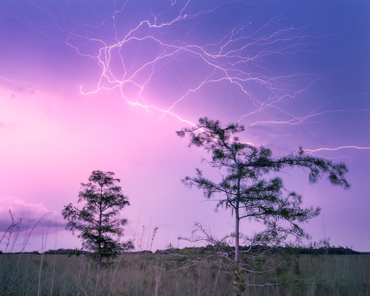Lightning strikes in a purple sky above cypress trees.
