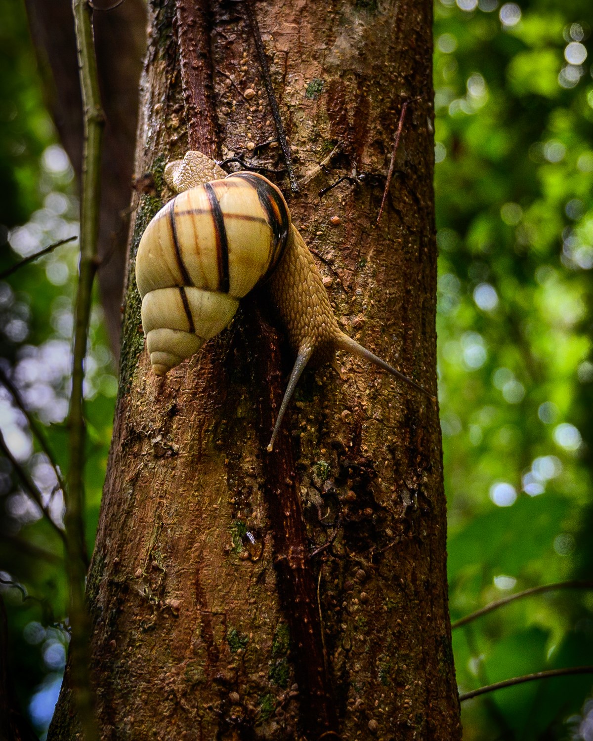 A light yellow snail with a cream-colored shell with black streaks crawls on a tree trunk.