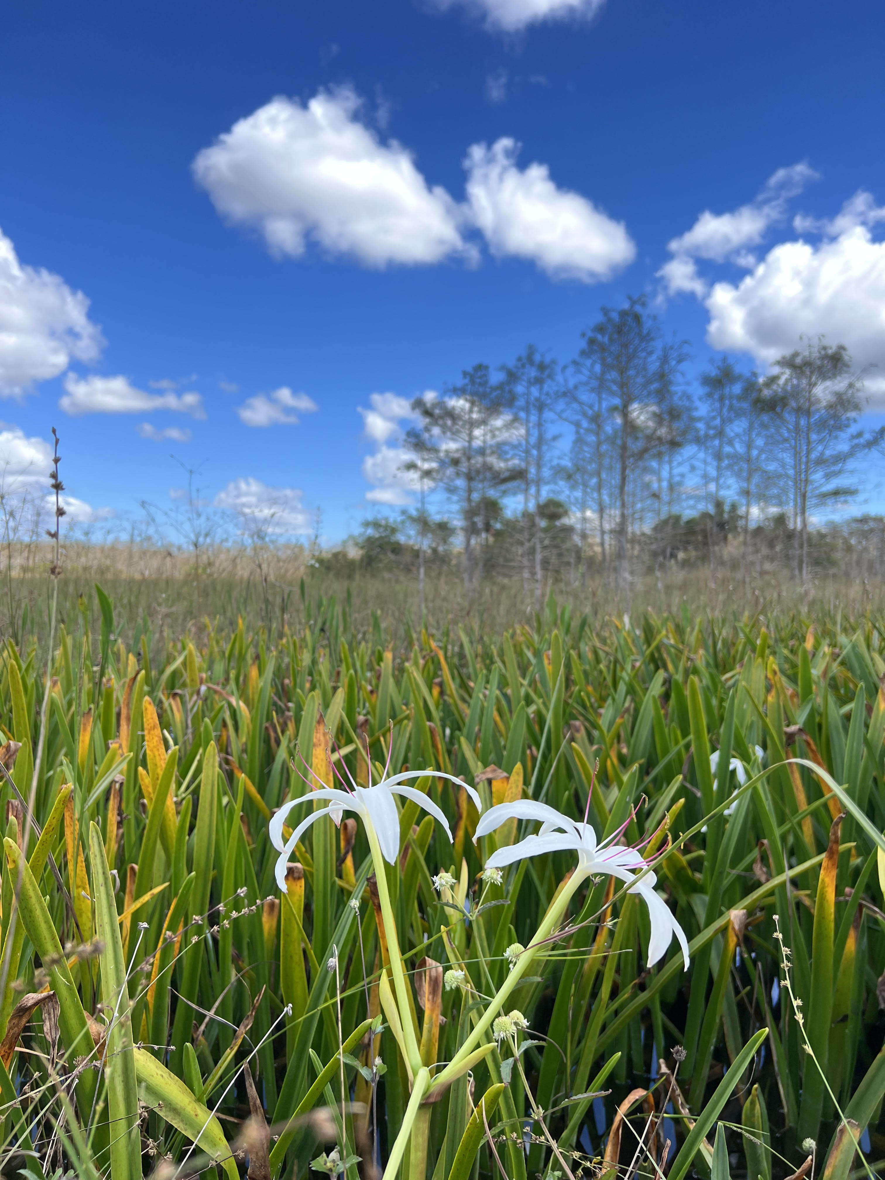 Two white flowers are seen in the foreground in front of a grassy field. In the distance, a small island of trees can be seen with a blue and cloudy sky overhead.