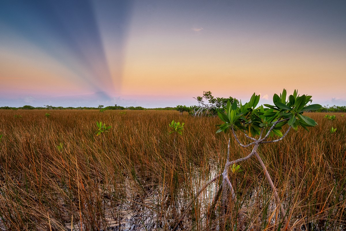 A landscape made up of yellow and orange grasses and young mangrove trees. Rays of light radiate from the horizon in the background.