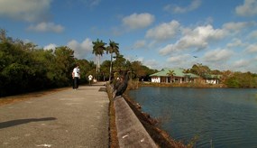 Royal Palm