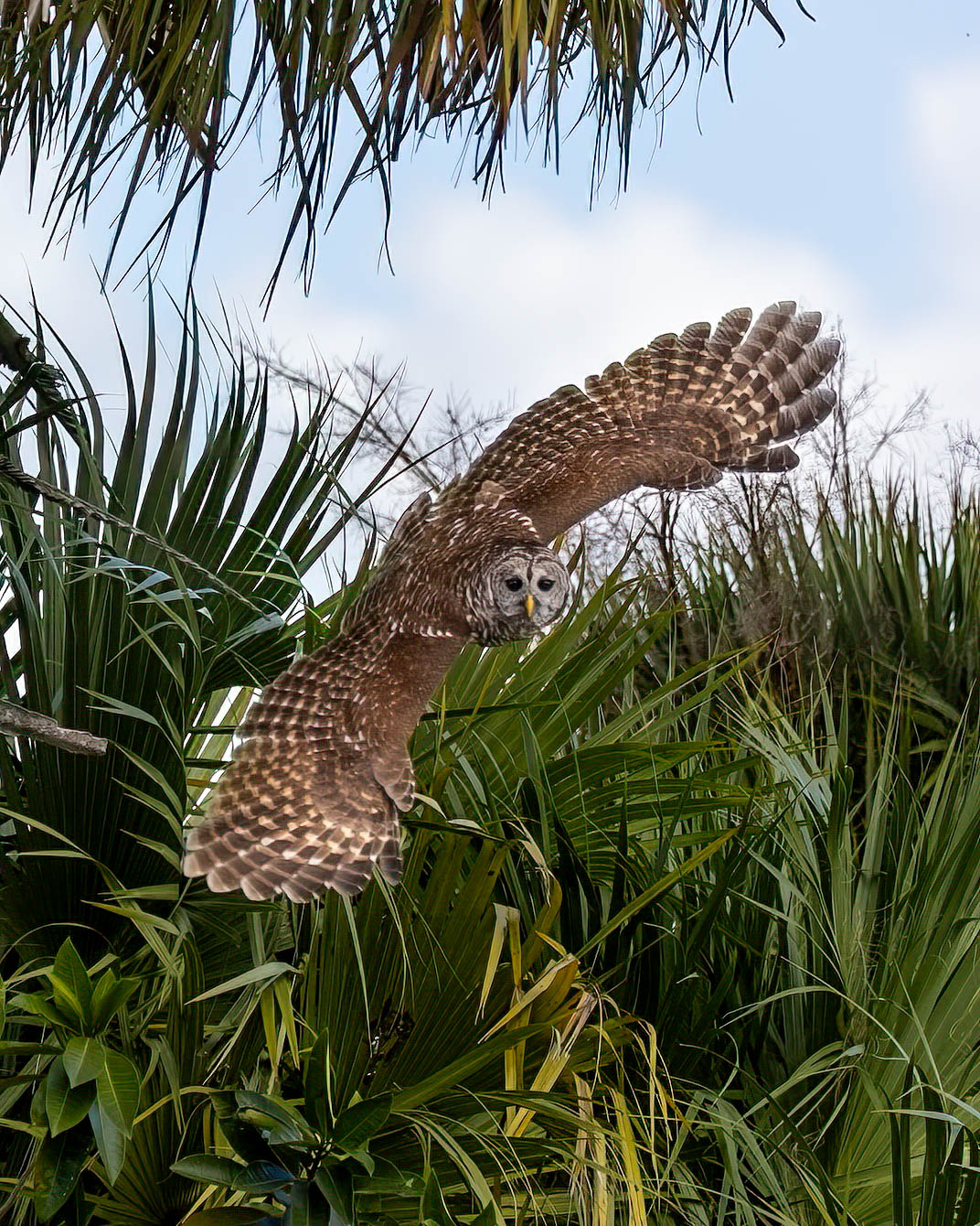 An action shot of an owl mid flight with wings extended. Vegetation is visible in the background.